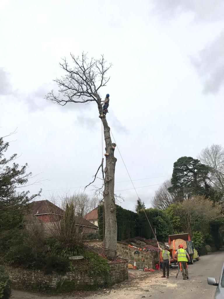 Tree Felling DREW CURRAN TREE SERVICES   Sectional Felling 